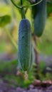 Close-up of a vibrant green cucumber growing on the vine in a sunlit organic garden Royalty Free Stock Photo