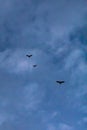 Close up vertical shot of fruit bats flying through a cloudy blue evening sky in the tropics Royalty Free Stock Photo