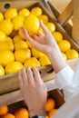 Close-up vertical shot of hands of unrecognizable young woman choosing lemons at the grocery store picks up lemons Royalty Free Stock Photo