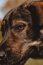 Close up vertical shot of a head of a brown stray dog found in nature, bright orange sad eye looks straight at the camera Royalty Free Stock Photo