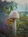 Close up vertical shot of a single wild mushroom growing through different vegetation. Moody autumnal background, nature freshness