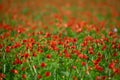 Close-up vertical shot of Summer Pheasant`s-Eye Adonis aestivalis