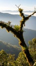 Mossy Tree Branch with Bromeliads in Mountain Landscape Royalty Free Stock Photo