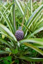 Close up vertical view pineapple growing in greenhouse