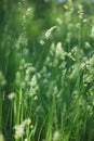 Close-up vertical view of Pooideae plants growing in the meadow Royalty Free Stock Photo