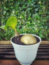 beautiful bonsai coconut plant