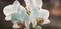 Close-up of very beautiful white phalaenopsis orchid flower. Phalaenopsis known as the Moth Orchid or Phal against light on the b
