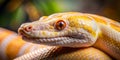 close up of a very cute albino tiger head python AI Generative