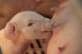 Close up of very cute drinking new born piglet