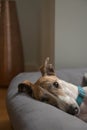 Close up of a very cute rescued greyhound`s face. Brindle and white Royalty Free Stock Photo