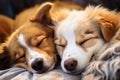 Close up of very cute sleeping dogs