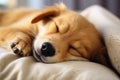 Close up of very cute sleeping dogs