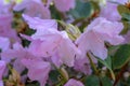 Close up of very fragile pink rhododendron flowers in sunlight