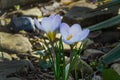 Close-up of very gentle blue spring crocus Blue Pearl against the background of stones and blurred grass.