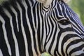 Zebra Close Up