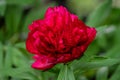 Close up of a very large and beautiful red peony flower Royalty Free Stock Photo