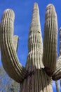 Close up of a large Saguaro Cactus against a blue sky in Saguaro National Park in Tucson, Arizona Royalty Free Stock Photo