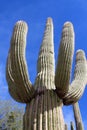 Looking up at the top of a large Saguaro Cactus against a blue sky in Saguaro National Park, Tucson, Arizona Royalty Free Stock Photo