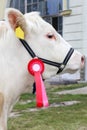 Close up of a very nice young award winner cow Royalty Free Stock Photo