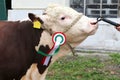 Close up of a very nice young award winner cow Royalty Free Stock Photo