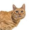 Close-up on a very old ginger cat with lentigo on noise and lips Royalty Free Stock Photo