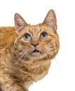 Close-up on a very old ginger cat with lentigo on noise and lips Royalty Free Stock Photo