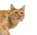 Close-up on a very old ginger cat with lentigo on noise and lips Royalty Free Stock Photo