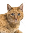 Close-up on a very old ginger cat with lentigo on noise and lips Royalty Free Stock Photo