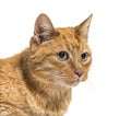 Close-up on a very old ginger cat with lentigo on noise and lips Royalty Free Stock Photo