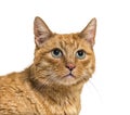 Close-up on a very old ginger cat with lentigo on noise and lips Royalty Free Stock Photo