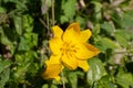 Close up of a very rare yellow wild tulip, Tulipa sylvestris or Weinberg Tulpe Royalty Free Stock Photo