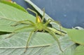 Small spider on leaf Royalty Free Stock Photo