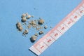 flat lay or top view very small kidney stones with ruler at blue background