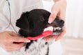 Vet Cleaning Dog`s Teeth With Toothbrush