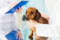 Close up of vet with dachshund dog at clinic Royalty Free Stock Photo
