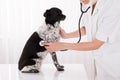 Vet Examining Dog In Hospital Royalty Free Stock Photo