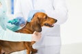 Close up of vet making vaccine to dog at clinic Royalty Free Stock Photo