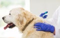 Close up of vet making vaccine to dog at clinic Royalty Free Stock Photo