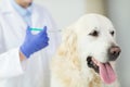 Close up of vet making vaccine to dog at clinic Royalty Free Stock Photo