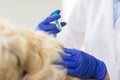 Close up of vet making vaccine to dog at clinic Royalty Free Stock Photo