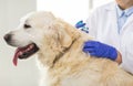 Close up of vet making vaccine to dog at clinic Royalty Free Stock Photo