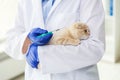 Close up of vet making vaccine to kitten at clinic Royalty Free Stock Photo