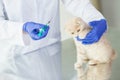 Close up of vet making vaccine to kitten at clinic Royalty Free Stock Photo