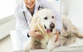 Close up of vet with retriever dog at clinic Royalty Free Stock Photo