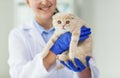 Close up of vet with scottish kitten at clinic Royalty Free Stock Photo