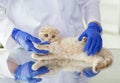 Close up of vet with scottish kitten at clinic Royalty Free Stock Photo