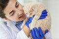 Close up of vet with scottish kitten at clinic Royalty Free Stock Photo