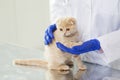 Close up of vet with scottish kitten at clinic Royalty Free Stock Photo