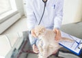 Close up of vet with scottish kitten at clinic Royalty Free Stock Photo