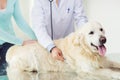 Close up of vet with stethoscope and dog at clinic Royalty Free Stock Photo